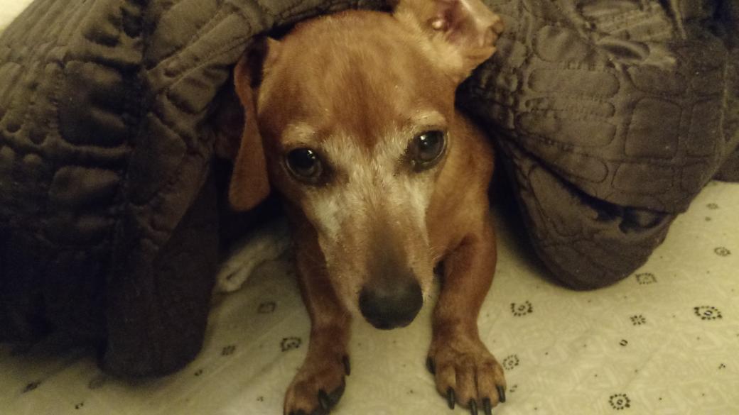 badgerhoundwine's tweet photo. Wait... It's Sunday morning, and you want me to get out of bed? I can't even. #dachshund http://t.co/X62FiOF3ga