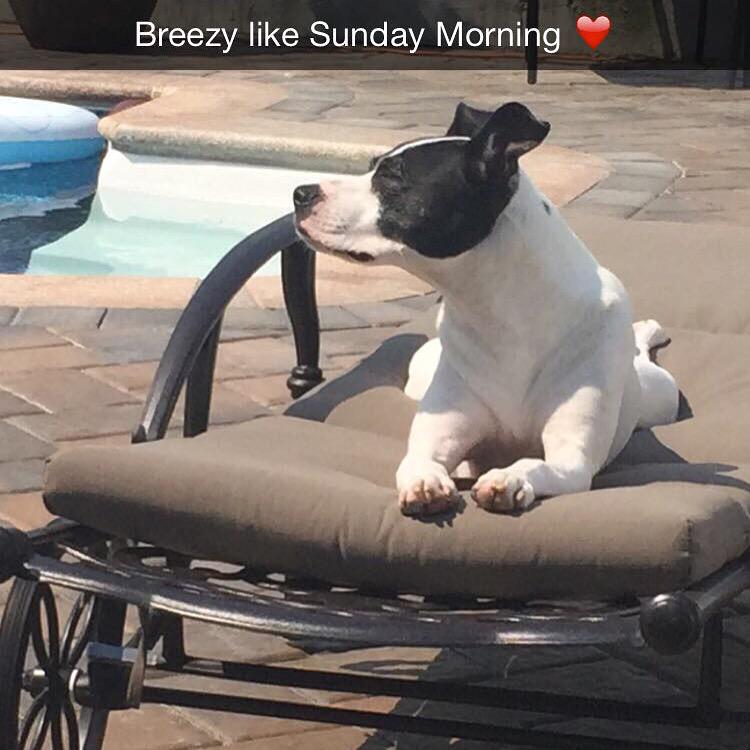 MicheleDatello's tweet photo. #prettypity #darlagirl #puppy http://t.co/hG6UpEWnAH