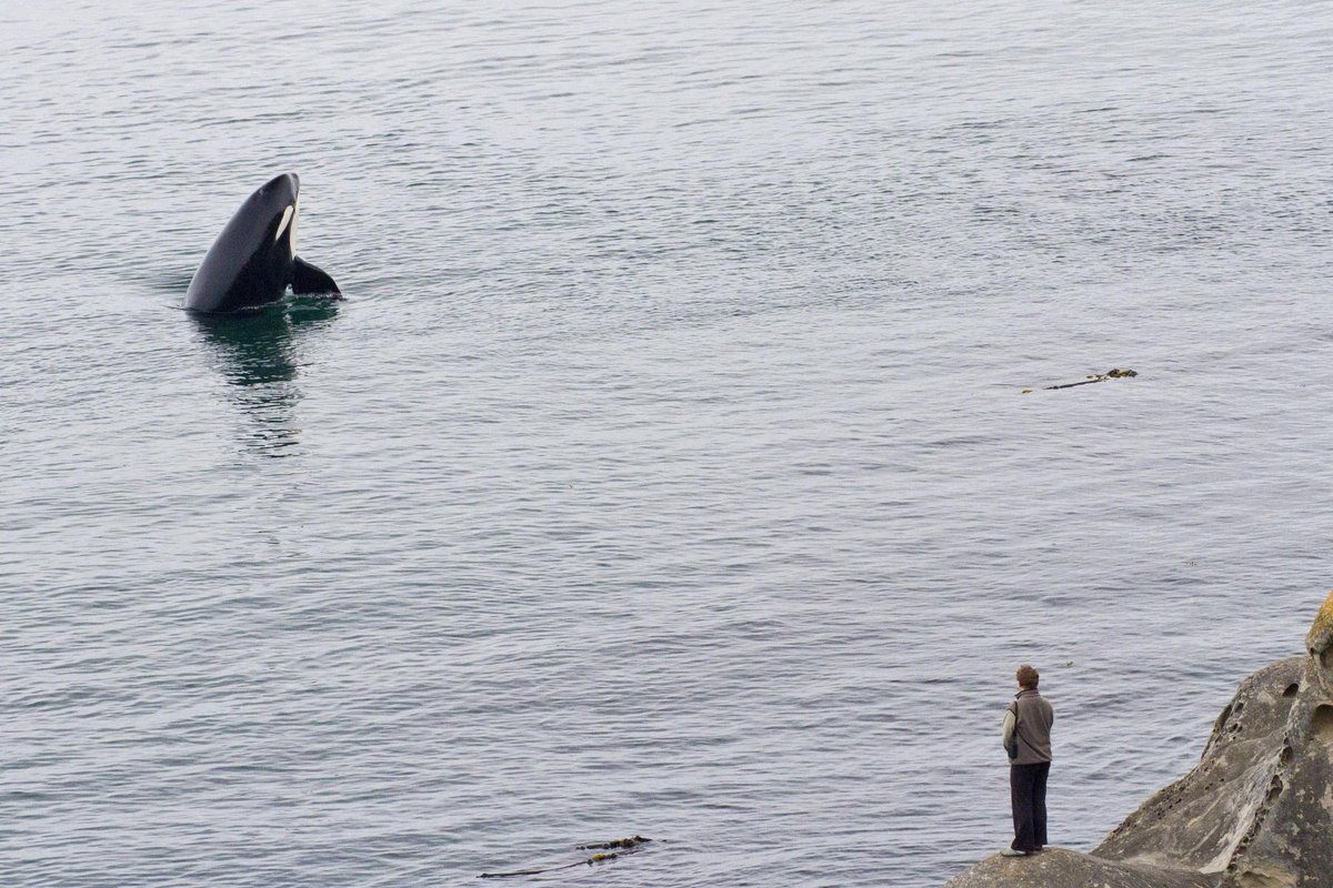 SunnySaturna's tweet photo. In sunny skies or grey, the orcas come out to play! #saturna #relax #vacation @GulfIslandsNPR @tourismbc @HelloBC http://t.co/Q8PDFlORSQ