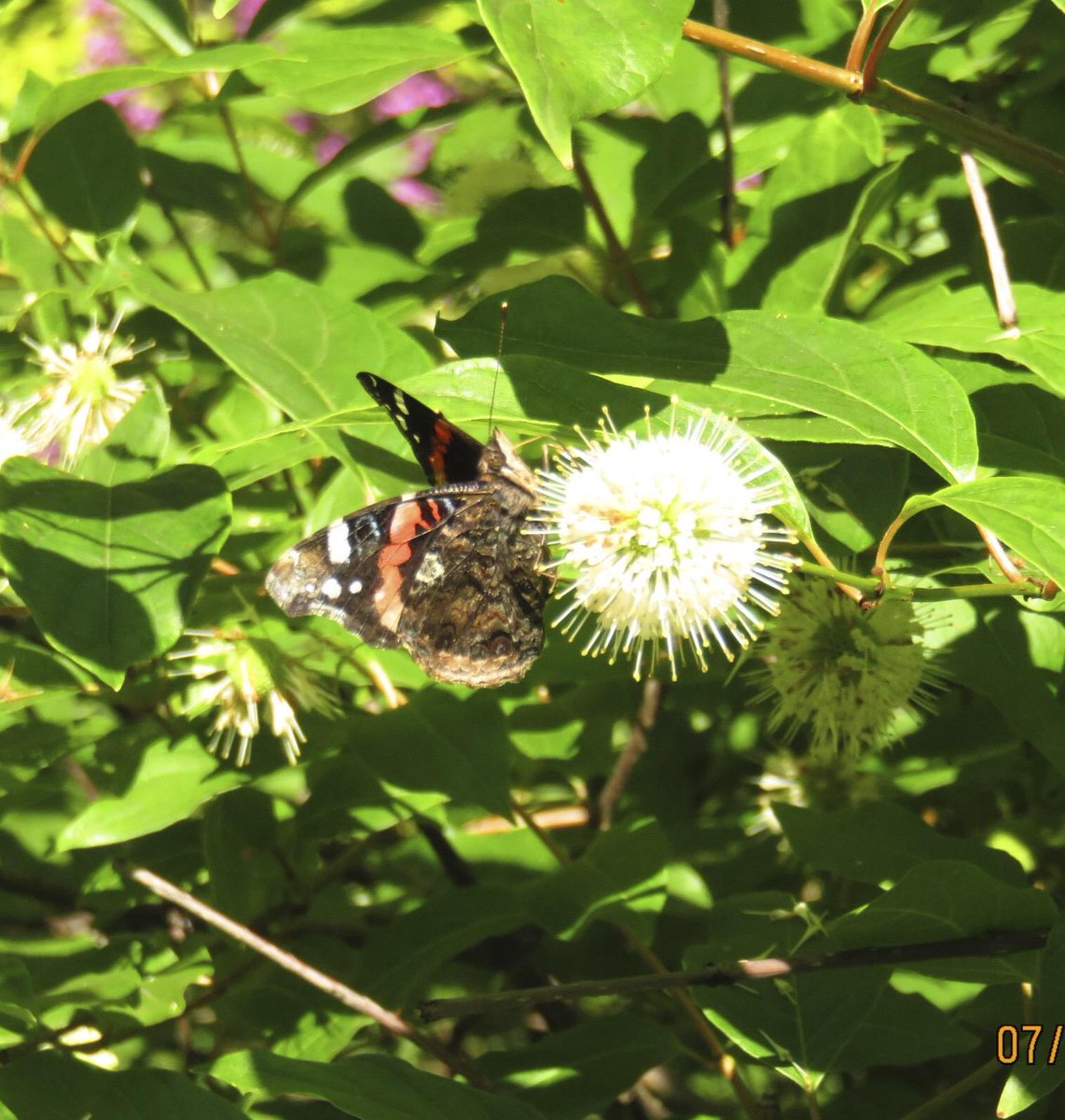 goodhoneyguy's tweet photo. Bees like what butterflies like #buttonbrush flower @HeartDocSharon @pollinatemn youtube http://t.co/2mEZajIwje http://t.co/4gKEC6dDtB