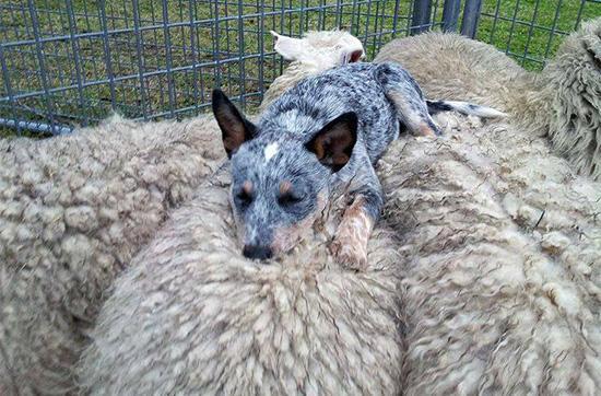 the perfect place to nap after a long day of herding