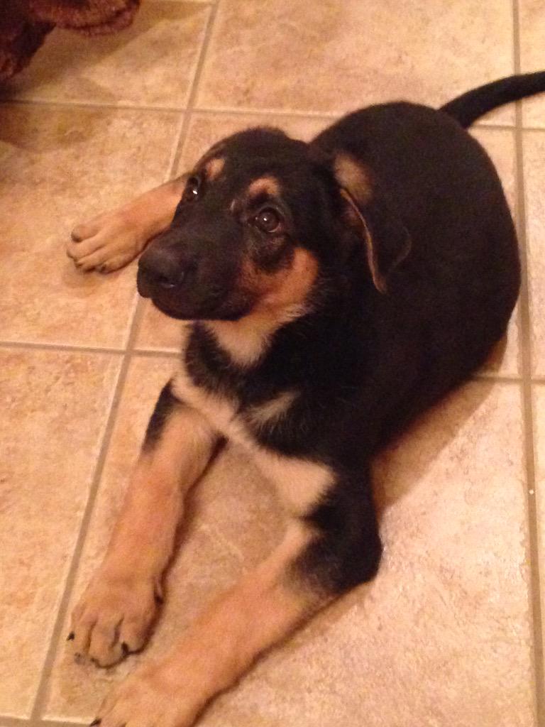 Peyton_EEdwards's tweet photo. Our new 8 week puppy #CharlieAce 💞💞💞💞💞 http://t.co/IM5URIojFG