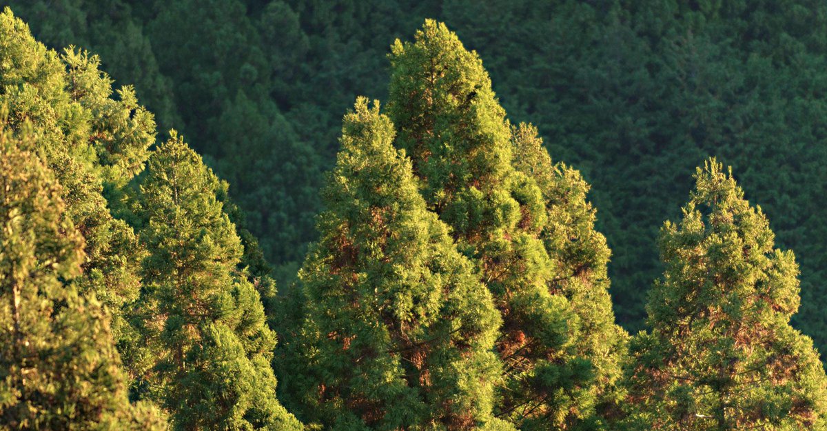 Discovery's tweet image. File this under "unexpected": excess trees in Japan are harming the environment &amp;gt;&amp;gt; dsc.tv/Q6j7s