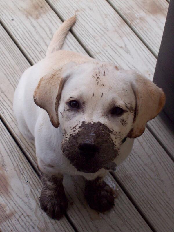 Someone got a little muddy.