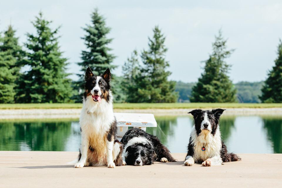 modiboandrudy's tweet photo. This is how we primal. @PrimalPet #modibo #rudybc #lincoln #primalpet http://t.co/RYKu0j70mf