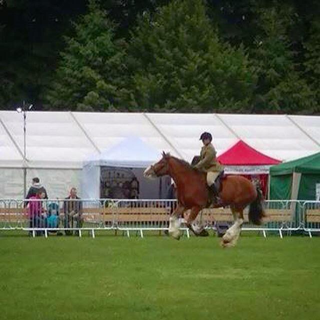 Charis_Gray's tweet image. Our first #riddenclydesdale class! #clydesdale #TeamCommander