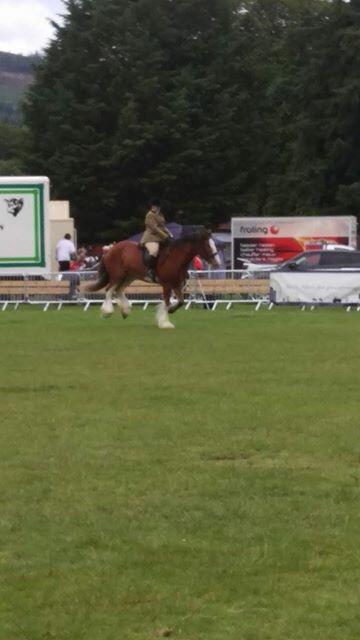 Charis_Gray's tweet image. Our first #riddenclydesdale class! #clydesdale #TeamCommander