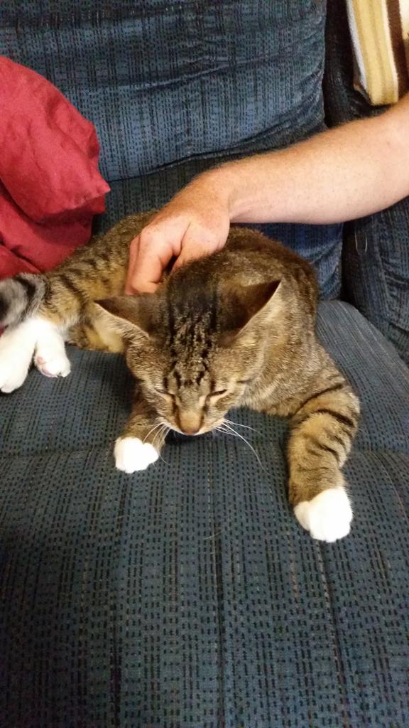 tyree_the_cat's tweet photo. He hates his flea collar haha http://t.co/HZpKAwweBN