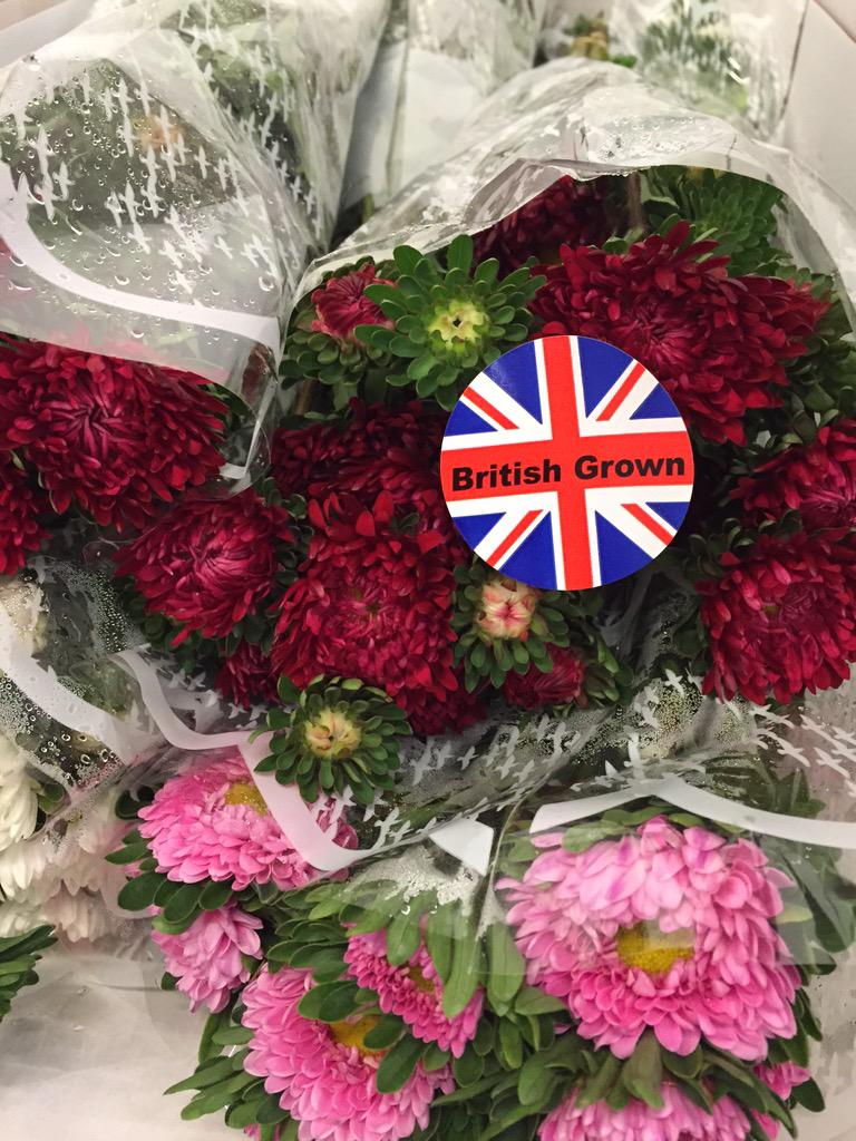 peterhsmithltd's tweet photo. NEW IN this week Britiah Asters #britishflowers #britishgrown http://t.co/p1LYl3rGuM