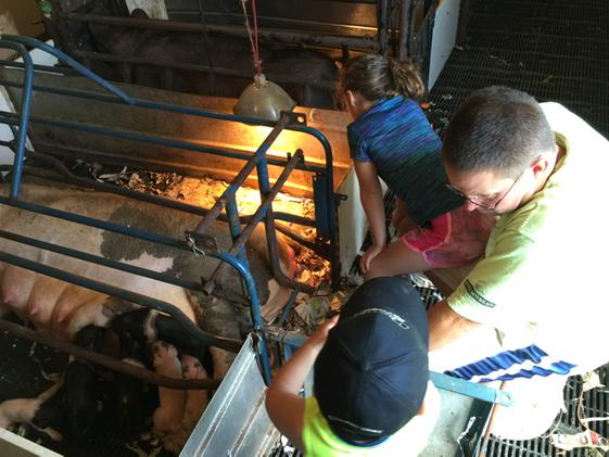 FoodandSwine1's tweet photo. Sunday is always a good day. Even better when a sow has babies during the day! #nonightshift #realpigfarming #farmkid http://t.co/Jr3LsI9Ocj