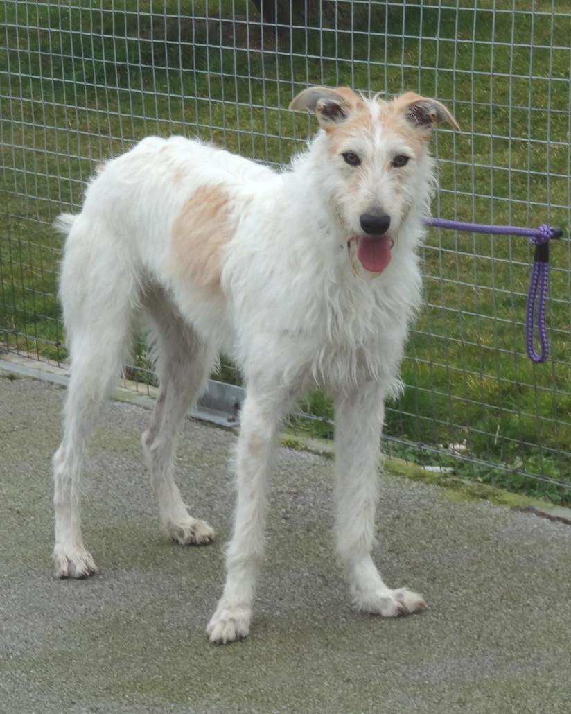 large rough haired dog