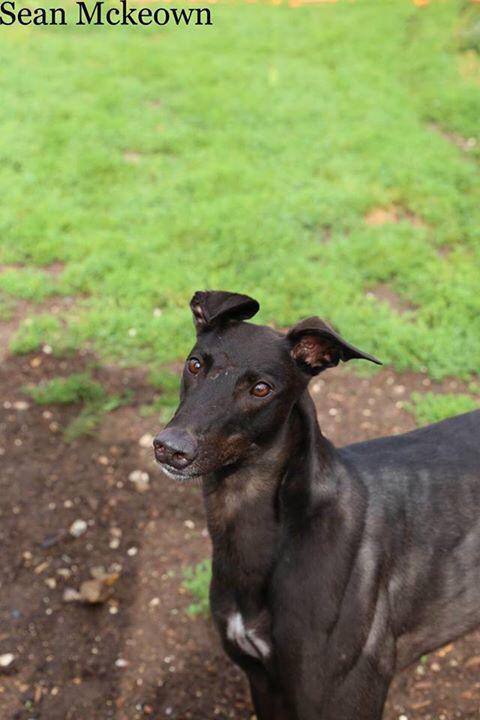 Hampshire Greyhound tweet media