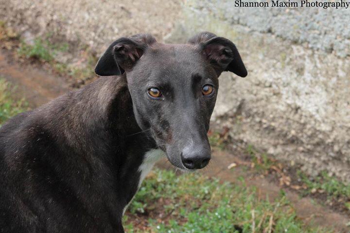 Hampshire Greyhound tweet media