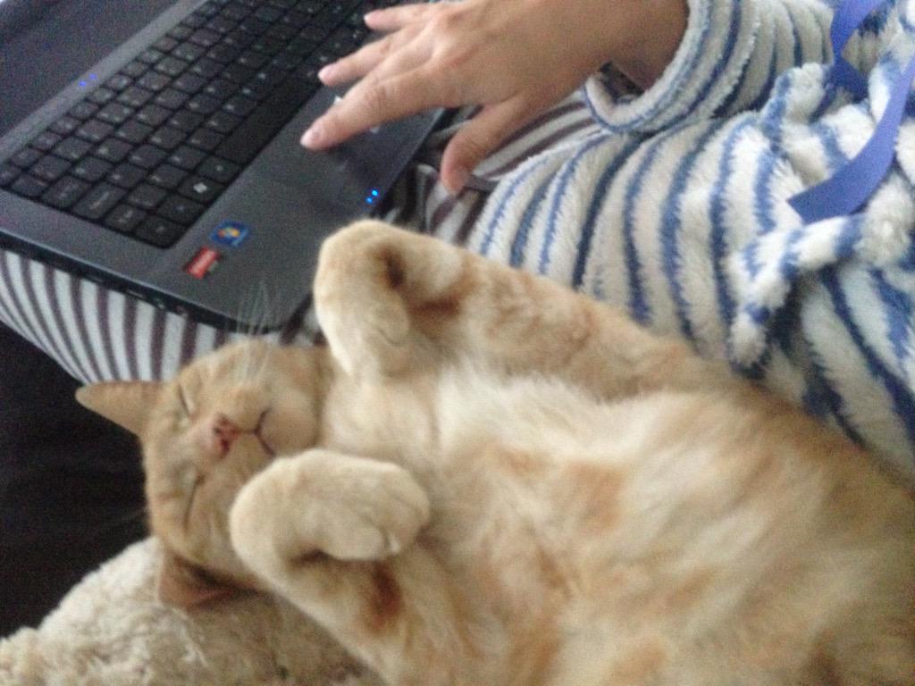 exist1980's tweet image. What Lewis the cat thinks of the handbag spa #dragonsden