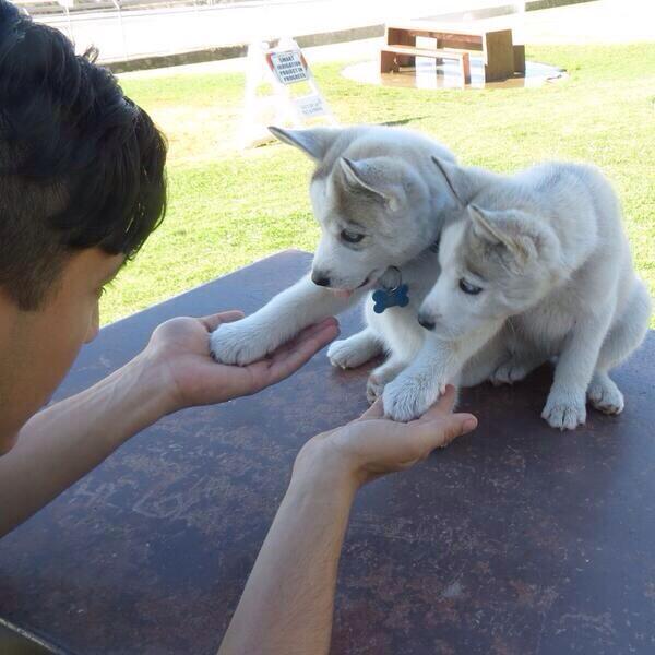Husky Pups