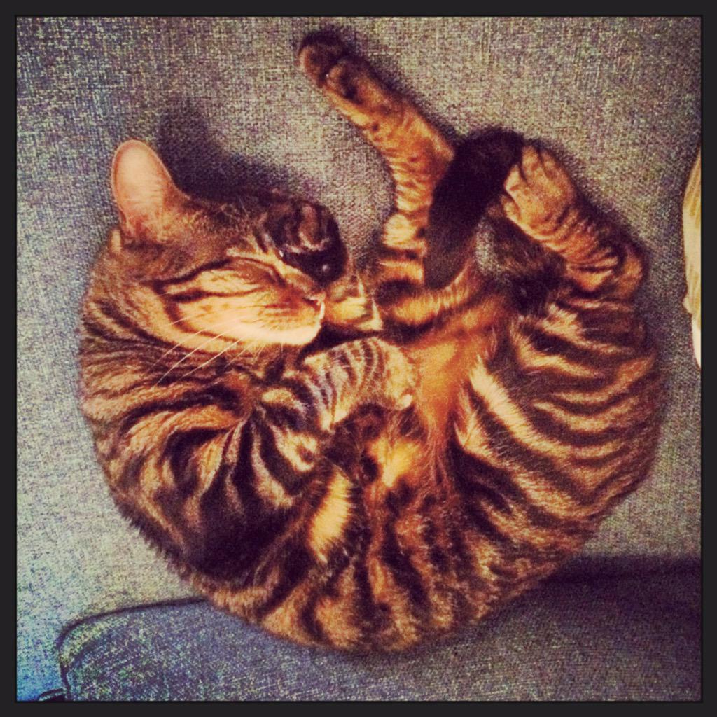 ToygerWoody's tweet photo. 🐯 Oh man is it really Monday tomorrow? #Toyger http://t.co/lilxzkdKug