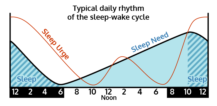 LumosSleep's tweet photo. The science behind adjusting your circadian rhythm http://t.co/tpAlzxwmM9 …
#sleep #science #ThrowbackThursday http://t.co/0l9SuoqttL