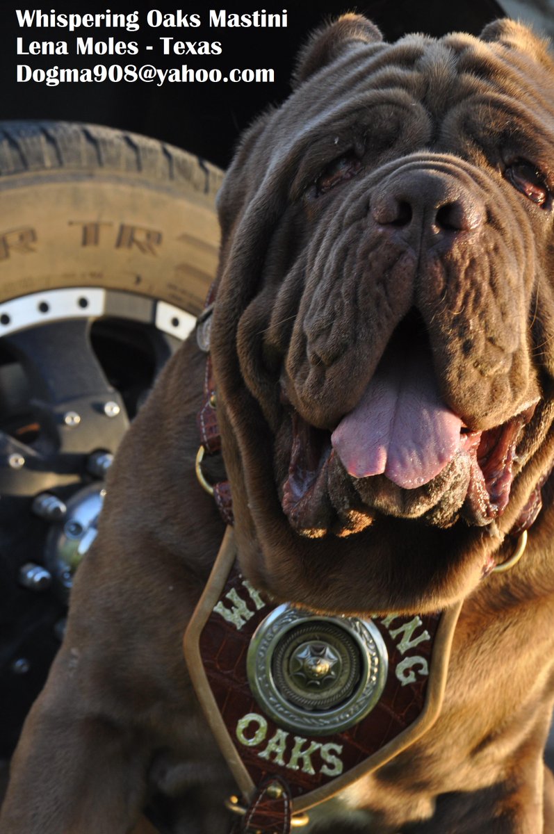 LenaMoles's tweet photo. I may have { Puppies } in very near future, Solid Mastino, for a Solid Breeding future ...  Tweet ...  ME ! http://t.co/by6c9DKfVd