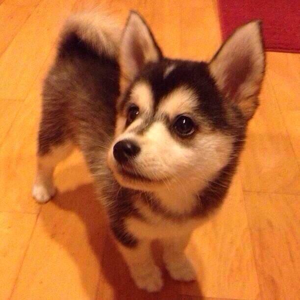 5SOSNorCalFam's tweet photo. RT for the puppy
Fav for Calum Hood

#MTVHottest 5SOS http://t.co/P3EtNm5cCQ