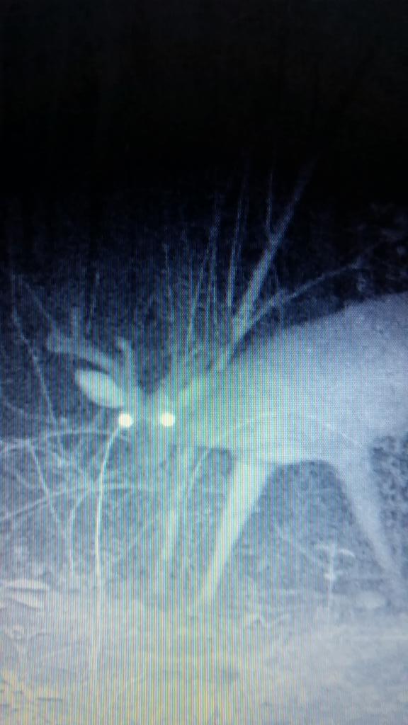 HA_Outdoors's tweet photo. What's your thoughts on this guy? @Cody_HAOutdoors @jon_collins3 @HighOaksHunter http://t.co/XWJ2velATc