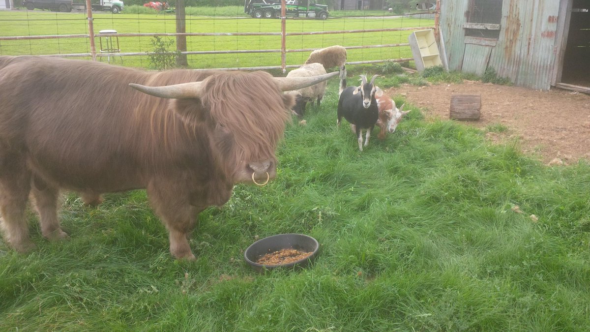 Expresshamilton's tweet image. Brought home a new bull for the farm today! #farmlife