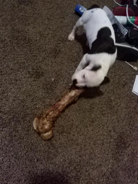 TerellWe's tweet photo. Mi new puppy http://t.co/1S3nBS9Ckw