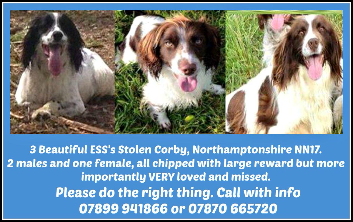 FindOurPup's tweet photo. 3ESS stolen #Northampton Please be their voice 4 @hanzoroberts 
@VetsGetScanning 
#ScanMe
https://t.co/ZhlSpHIugL