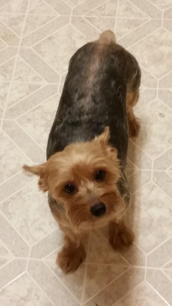 Badhaircut Hashtag On Twitter