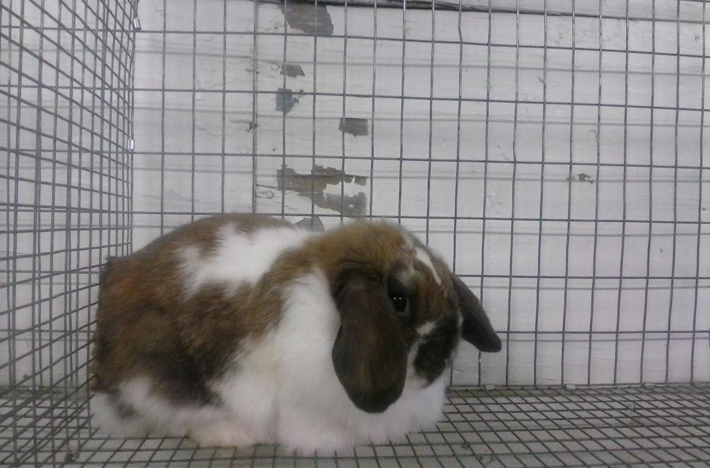 gibbz15's tweet image. #Slumpy Bunny