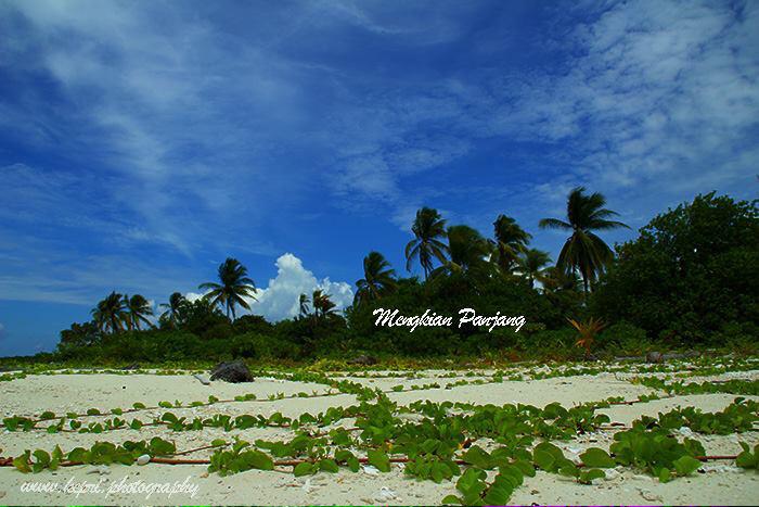 wisataanambas's tweet photo. Hamparan Exotic Plant at Mengkian Panjang @AgroMaritim @indtravel @StevanyIFW @GNFI #wonderfulanambas #WonderfulKepri http://t.co/i76F7OrZUl