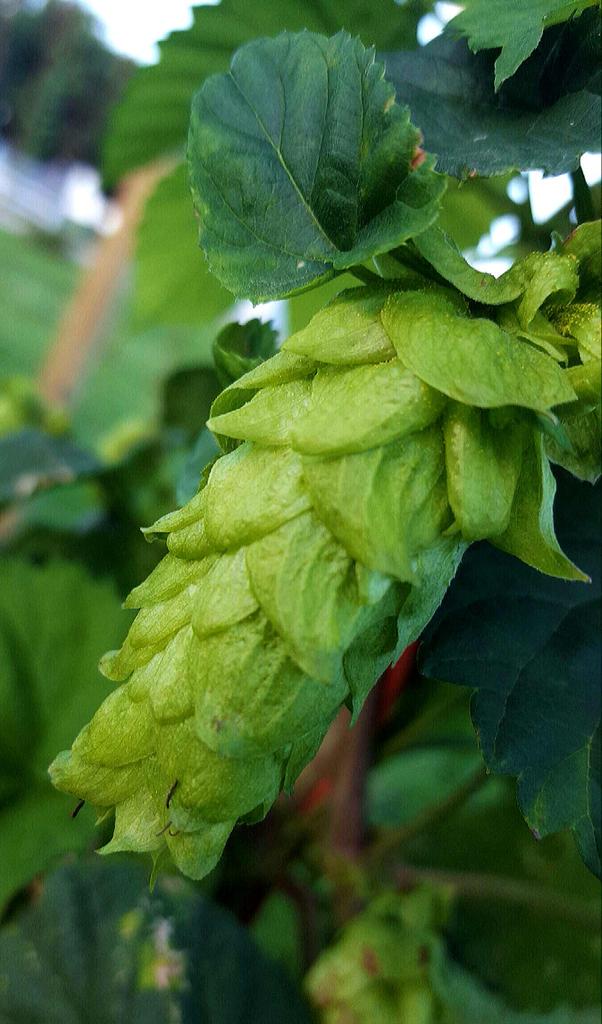 Oh my! What big cones you have. Chinook shaping up nicely! Contact me if you're interested in 2015 wet hops. #hops