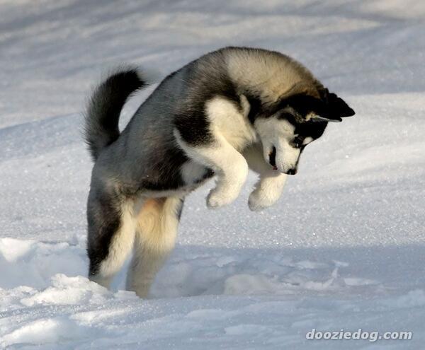 Husky pup