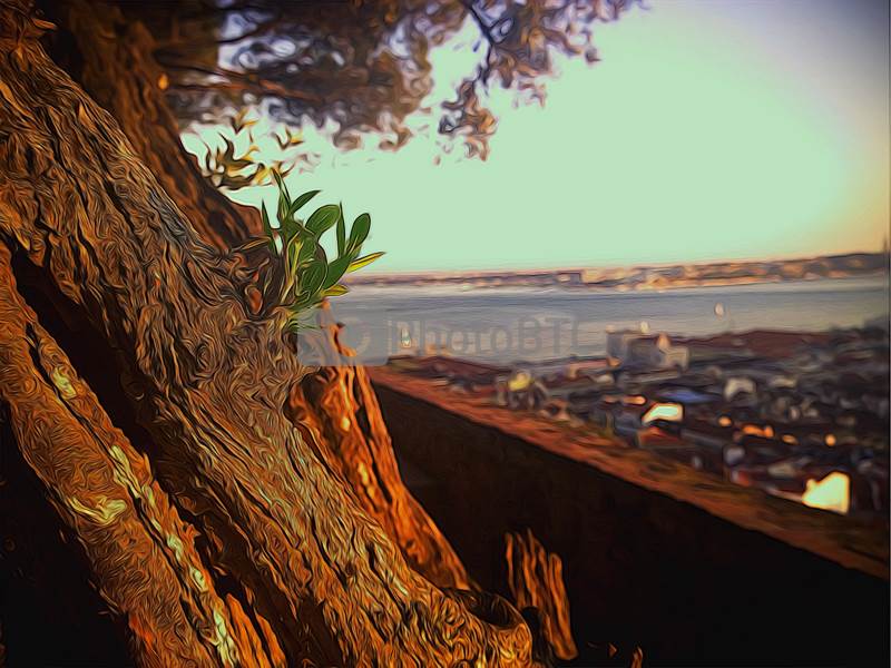 photobtc tweet picture