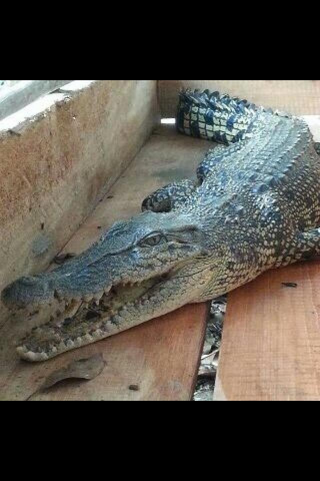 LinggaInfo's tweet photo. @LinggaInfo: Teror aligator alias Buaya daik foto by @ibnuSetan31 hati...hati buat kawan2 yg sering kesungai.... http://t.co/Mh3AvJss19