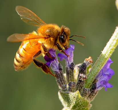 twittdeal's tweet photo. PLEASE HELP SAVE OUR BEES!  TELL PRESIDENT OBAMA! HELP STOP MONSANTO! http://t.co/VFiUqKTcBY http://t.co/2Rgsy2ZuFH