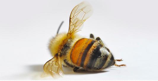 PLEASE HELP SAVE OUR BEES!  TELL PRESIDENT OBAMA! HELP STOP MONSANTO! ow.ly/Q5y36