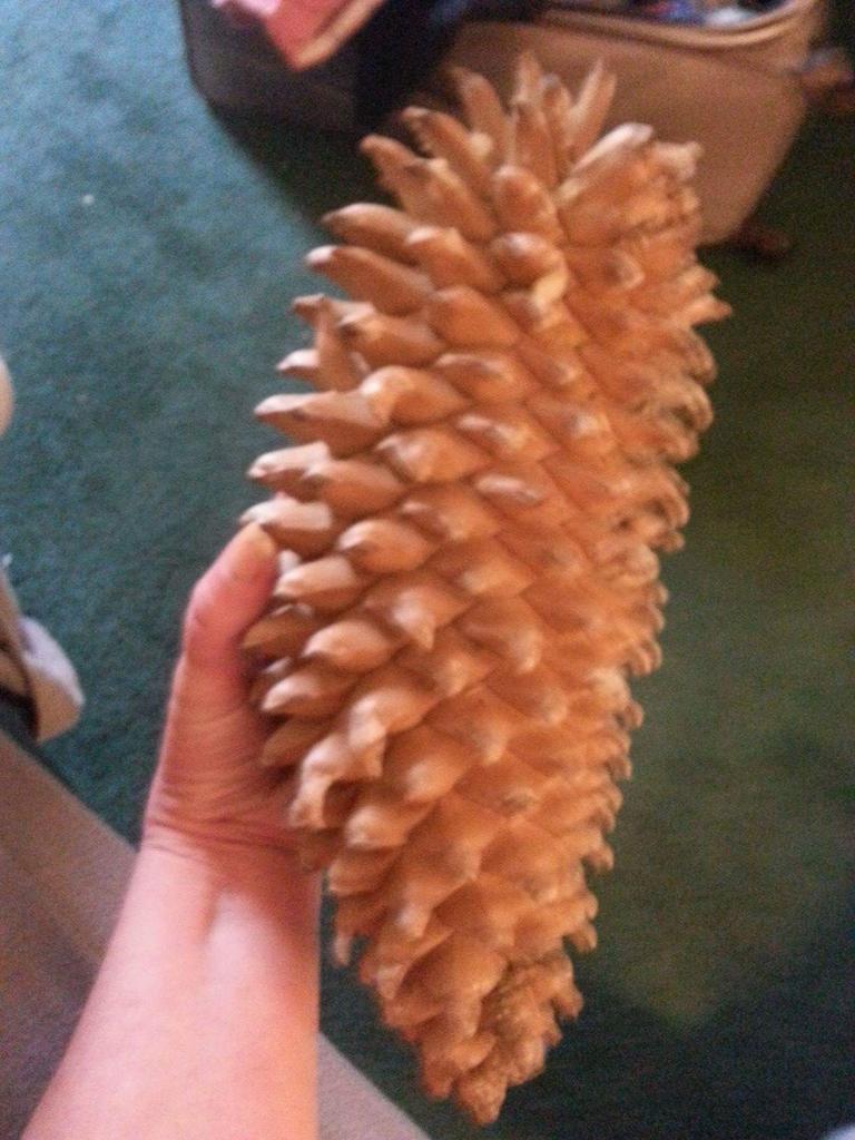 Huge California pinecone...April 2015