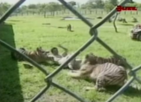 taringavideo's tweet photo. Una manada de tigres ataca a su entrenador porque estos no lo reconocieron ver video: http://t.co/9KFrCgfWnj http://t.co/pKL9tKMYPA