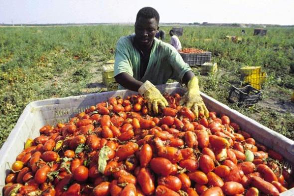 Lettera43's tweet photo. Vivono da #invisibili, costretti a drogarsi e sparire: 10 storie di schiavi della campagna http://t.co/T5ElzJGSlB http://t.co/zykHASoaq7