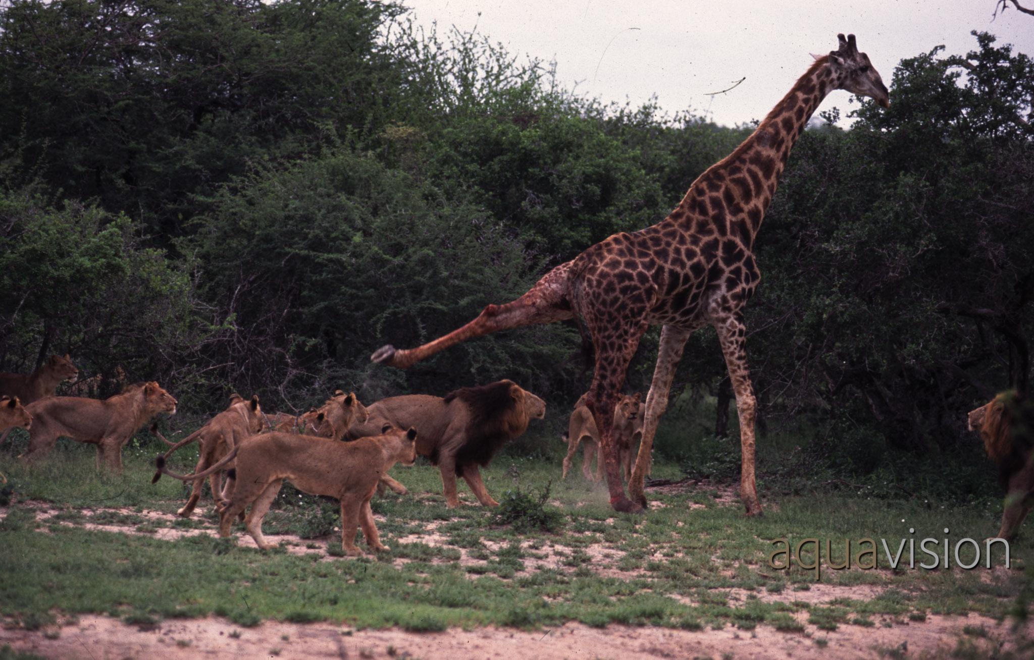 Lion Attacking Giraffe