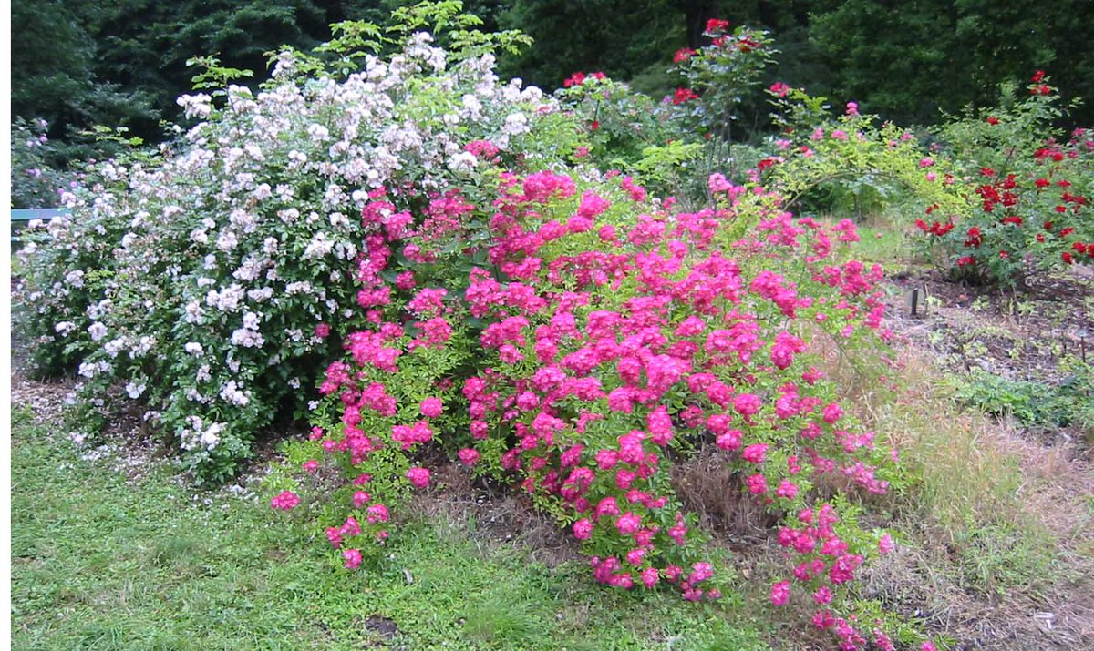 #todoinkassel: An den Rosen auf der #Roseninsel schnuppern bit.ly/1I4NpEy (ay) http://t.co/VtLuPie9sh