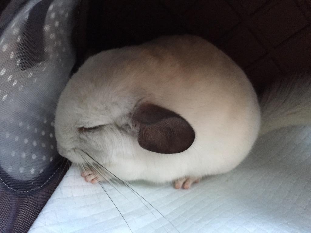 ぽん丸 生 なんだかまるちゃんの目の周りが赤い W 何かの病気かもしれないので 今日は近くの動物病院さんを受診です キャリーに入ってるまるちゃん 大人しくていい子だね Http T Co Tmcztqqnaj