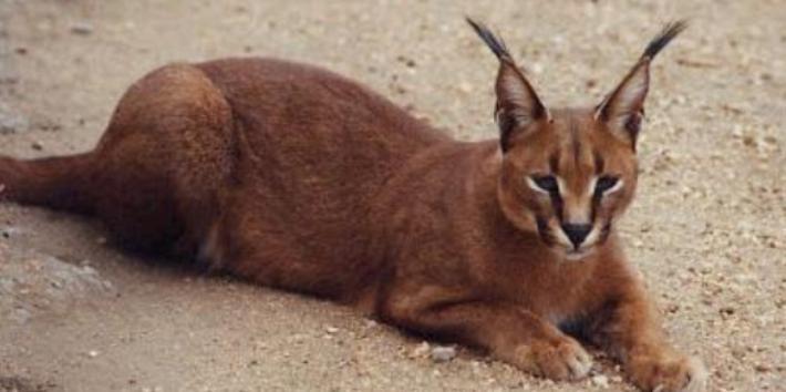 pickledog47's tweet photo. @leopardthinks   #caracal #multicats http://t.co/joM83Ejq85