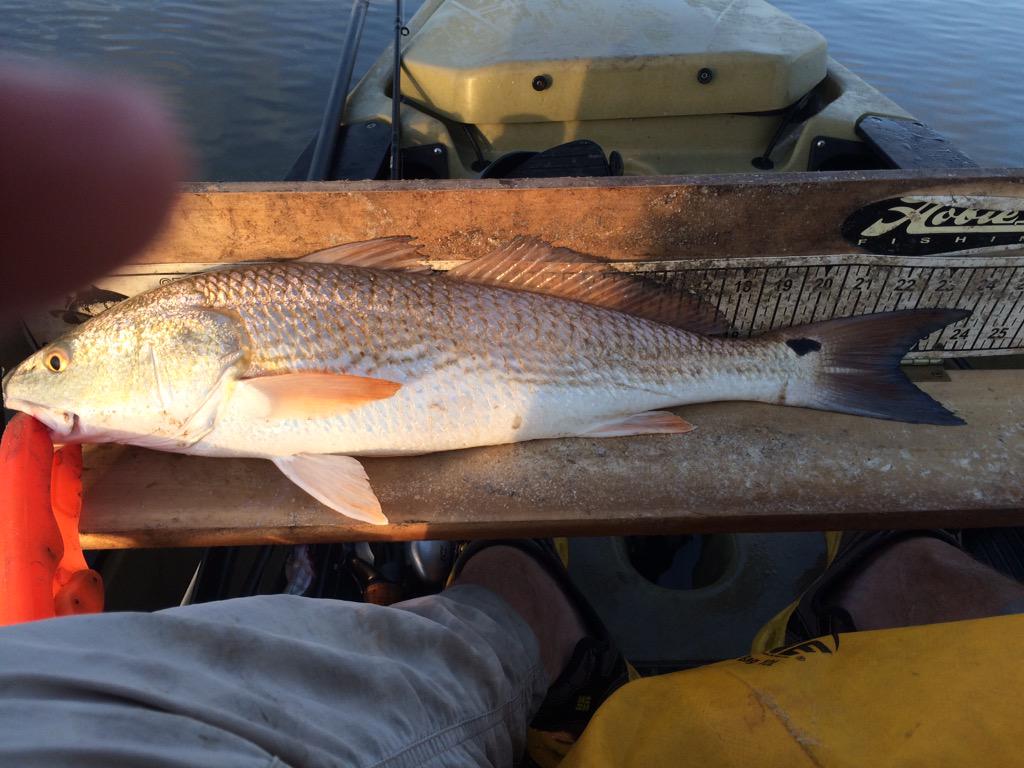 legocrusader's tweet photo. Sight casting reds. First of the morning.
#redfish #red #sitecastingreds #hobiekayaks #hobiefishing #operationfish http://t.co/Qs80MbNCGS