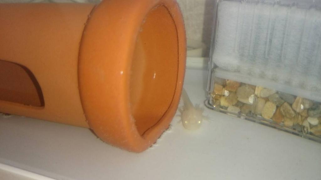 さおり On Twitter 白目のｳｰﾊﾟｰﾙｰﾊﾟｰ 黒目のｳｰﾊﾟｰﾙｰﾊﾟｰ かわいー Http T Co Eoieses4cl