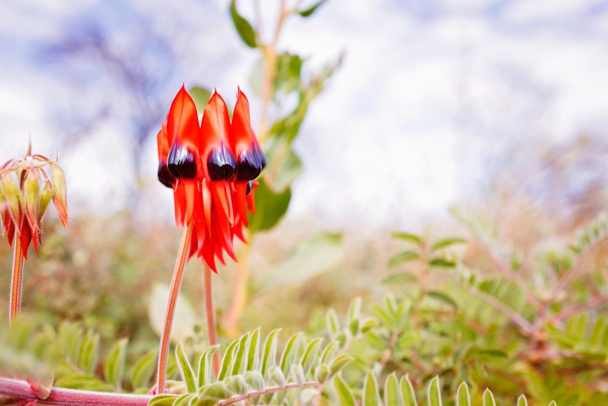 PilbaraNews's tweet image. Sturt's Desert Pea by @mansonmonique. Send your #Pilbara pics to news@pilbaramedia.com.au to feature in the paper.