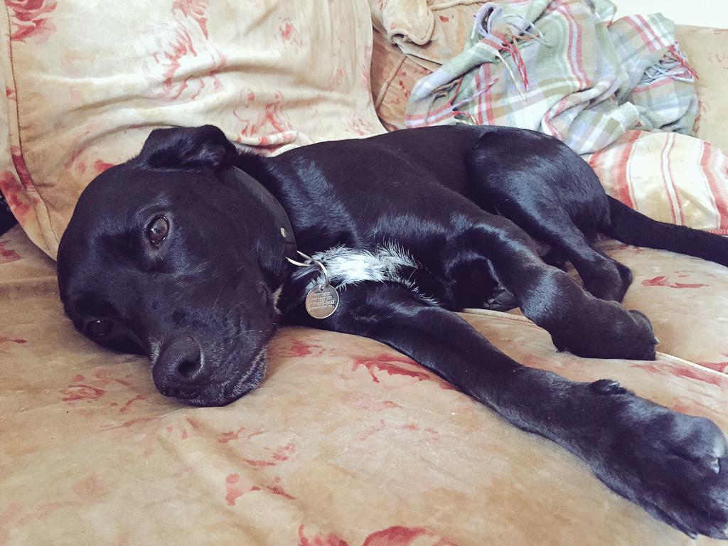 doodlerash's tweet photo. Not feeling well today. Lots of diarrhoea in the vets. #soz #dogbug #poordoggie #sick #lab @DublinSPCA @DogsTrust_IE http://t.co/0z3yvn5kX8