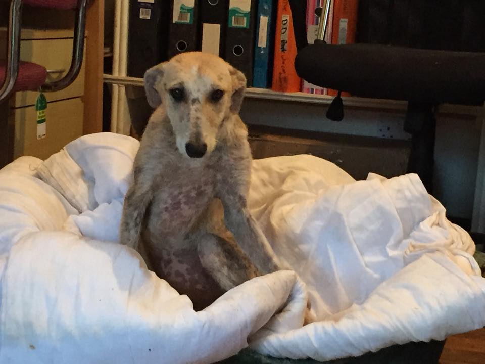 Independent_ie's tweet photo. #Watch:Disturbing footage of young mistreated dog too terrified to look at Irish rescue worker http://t.co/tqcIFtA6Lz http://t.co/lEmmktyCxr