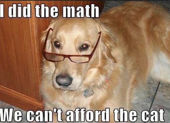The thoughts of nearly all dogs.