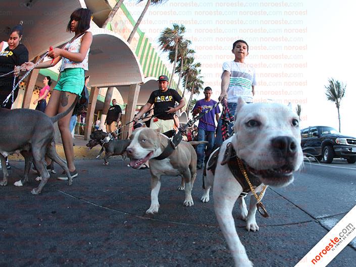 noroestemx's tweet photo. #PorSiNoLoViste
Buscan en #Mazatlán romper mito de perros "agresivos" http://t.co/IhcxXWPbvP http://t.co/huY4QeJJFn